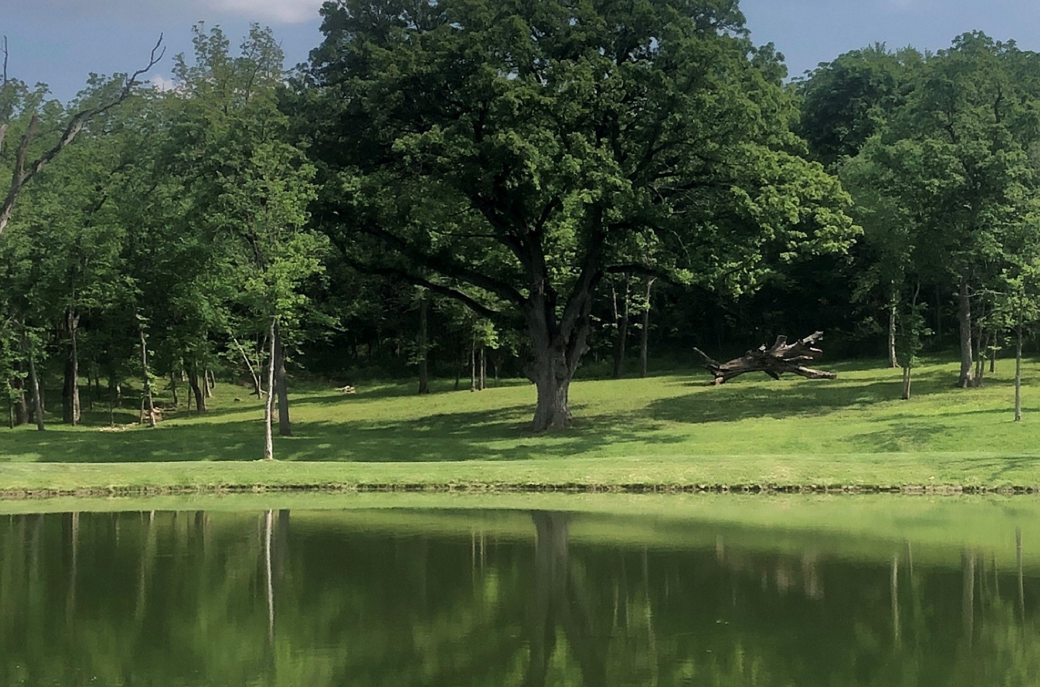 Ancient oak at Hidden Timber Farm horse pasture boarding